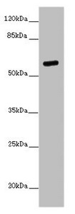 PRMT3 Antibody - Western blot All Lanes: PRMT3 antibody at 7 ug/ml+ Mouse brain tissue Secondary Goat polyclonal to rabbit IgG at 1/10000 dilution Predicted band size: 60,53 kDa Observed band size: 60 kDa
