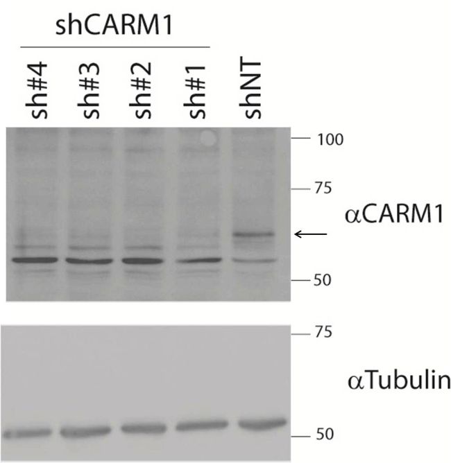PRMT4 / CARM1 Antibody - PRMT4 Antibody in Western Blot (WB)