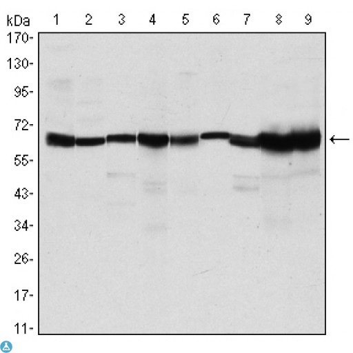 PRMT4 / CARM1 Antibody - Western Blot (WB) analysis using PRMT4 Monoclonal Antibody against MCF-7 (1), HeLa (2), NIH/3T3 (3), HL-60 (4), LNcap (5), Jurkat (6), PC-3 (7), Cos7 (8), and PC-12 (9) cell lysate.