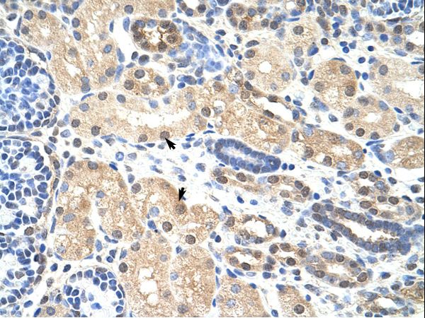 PRMT5 Antibody - PRMT5 antibody ARP40185_T100-NP_001034708-PRMT5 (protein arginine methyltransferase 5) Antibody was used in IHC to stain formalin-fixed, paraffin-embedded human kidney.  This image was taken for the unconjugated form of this product. Other forms have not been tested.
