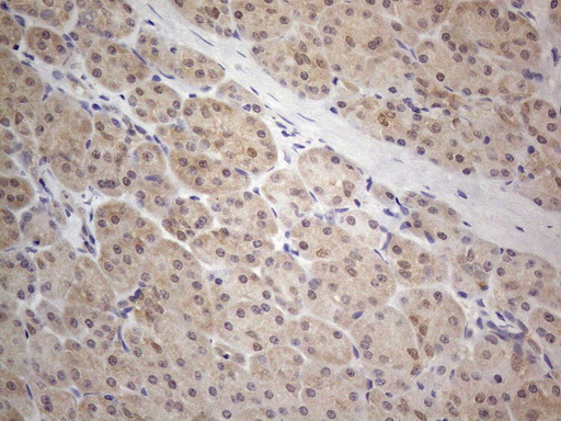 PRMT5 Antibody - Immunohistochemical staining of paraffin-embedded Human pancreas tissue within the normal limits using anti-PRMT5 mouse monoclonal antibody. (Heat-induced epitope retrieval by 1mM EDTA in 10mM Tris buffer. (pH8.5) at 120°C for 3 min. (1:150)