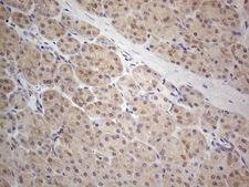 PRMT5 Antibody - Immunohistochemical staining of paraffin-embedded Human pancreas tissue within the normal limits using anti-PRMT5 mouse monoclonal antibody. (Heat-induced epitope retrieval by 1mM EDTA in 10mM Tris buffer. (pH8.5) at 120°C for 3 min. (1:150)