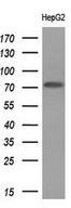 PRMT5 Antibody - Western blot analysis of extracts. (10ug) from 1 cell lines by using anti-PRMT5 monoclonal antibody. (1:200)