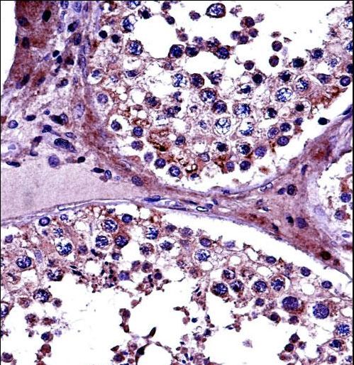 PRMT5 Antibody - PRMT5 Antibody immunohistochemistry of formalin-fixed and paraffin-embedded human testis tissue followed by peroxidase-conjugated secondary antibody and DAB staining.