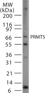 PRMT5 Antibody - Western blot of PRMT5 in cell lysates from HeLa cells using antibody at 1:500. Twenty microgram of HeLa cell lysate was loaded per well of a mini gel.