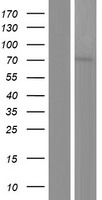 PRMT5 Protein - Western validation with an anti-DDK antibody * L: Control HEK293 lysate R: Over-expression lysate