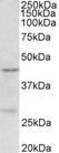 PRMT6 Antibody - PRMT6 antibody (0.5 ug/ml) staining of MCF7 lysate (35 ug protein in RIPA buffer). Primary incubation was 1 hour. Detected by chemiluminescence.