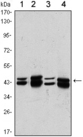 PRMT6 Antibody - Western blot using PRMT6 mouse monoclonal antibody against A431 (1), HeLa (2), A549 (3) and HEK293 (4) cell lysate.
