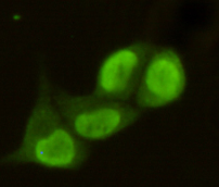 PRMT6 Antibody - Immunocytochemistry stain of HeLa using PRMT6 mouse monoclonal antibody (1:300).