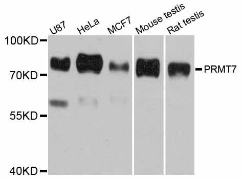 PRMT7 Antibody - Western blot analysis of extracts of various cell lines, using PRMT7 antibody at 1:3000 dilution. The secondary antibody used was an HRP Goat Anti-Rabbit IgG (H+L) at 1:10000 dilution. Lysates were loaded 25ug per lane and 3% nonfat dry milk in TBST was used for blocking. An ECL Kit was used for detection and the exposure time was 90s.