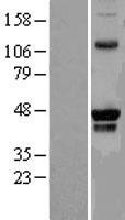 PRMT8 Protein - Western validation with an anti-DDK antibody * L: Control HEK293 lysate R: Over-expression lysate