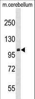 PRMT9 / PRMT10 Antibody - PRMT10 Antibody western blot of mouse cerebellum tissue lysates (35 ug/lane). The PRMT10 antibody detected the PRMT10 protein (arrow).