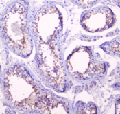 PRND / DOPPEL Antibody - IHC staining of FFPE human testis with Doppel antibody at 1ug/ml. HIER: boil tissue sections in pH6, 10mM citrate buffer, for 10-20 min followed by cooling at RT for 20 min.