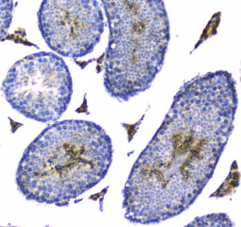 PRND / DOPPEL Antibody - IHC staining of FFPE mouse testis with Doppel antibody at 1ug/ml. HIER: boil tissue sections in pH6, 10mM citrate buffer, for 10-20 min followed by cooling at RT for 20 min.