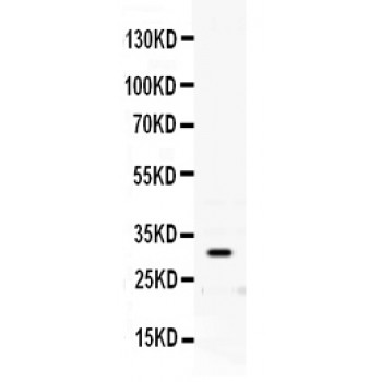 PRNP / PrP / Prion Antibody - PRNP antibody Western blot. All lanes: Anti PRNP at 0.5 ug/ml. WB: Rat Brain Tissue Lysate at 50 ug. Predicted band size: 30 kD. Observed band size: 30 kD.