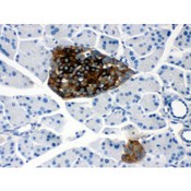 PRNP / PrP / Prion Antibody - PRNP antibody IHC-paraffin. IHC(P): Mouse Pancreas Tissue.