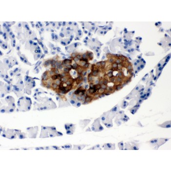 PRNP / PrP / Prion Antibody - PRNP antibody IHC-paraffin. IHC(P): Rat Pancreas Tissue.