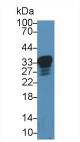 PRNP / PrP / Prion Antibody - Western Blot; Sample: Rat Cerebrum lysate; Primary Ab: 2µg/ml Rabbit Anti-Mouse PRNP Antibody Second Ab: 0.2µg/mL HRP-Linked Caprine Anti-Rabbit IgG Polyclonal Antibody