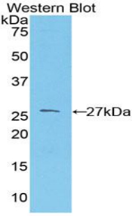PRNP / PrP / Prion Antibody - Western blot of recombinant PRNP / PrP / Prion.  This image was taken for the unconjugated form of this product. Other forms have not been tested.