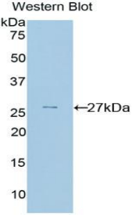 PRNP / PrP / Prion Antibody - Western blot of recombinant PRNP / PrP / Prion.  This image was taken for the unconjugated form of this product. Other forms have not been tested.