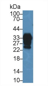 PRNP / PrP / Prion Antibody - Western Blot; Sample: Mouse Cerebrum lysate; Primary Ab: 2µg/ml Rabbit Anti-Human PRNP Antibody Second Ab: 0.2µg/mL HRP-Linked Caprine Anti-Rabbit IgG Polyclonal Antibody