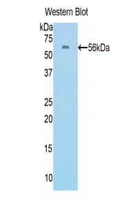 PROC / Protein C Antibody - Western blot of recombinant PROC / Protein C.  This image was taken for the unconjugated form of this product. Other forms have not been tested.