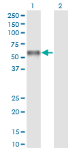 PROC / Protein C Antibody - Western Blot analysis of PROC expression in transfected 293T cell line by PROC monoclonal antibody (M01), clone 3A10.Lane 1: PROC transfected lysate (Predicted MW: 52.1 KDa).Lane 2: Non-transfected lysate.