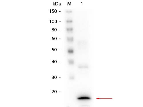 Procalcitonin Antibody - Western Blot of Mouse anti-Procalcitonin Antibody. Lane 1: rProcalcitonin. Load: 50 ng. Primary antibody: Mouse anti-Procalcitonin at 1:1,000 overnight at 4°C. Secondary antibody: Peroxidase mouse secondary antibody at 1:40,000 for 30 min at RT. Block: MB-070 for 30 min at RT. Predicted/Observed size: 13.9 kDa, 13.9 kDa
