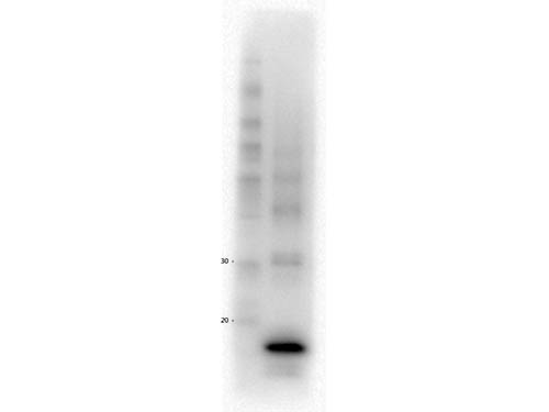 Procalcitonin Antibody - Western Blot of Mouse Anti-Procalcitonin antibody. Lane 1: MW. Lane 2: Procalcitonin Protein. Load: 5 µg per lane. Primary antibody: Procalcitonin antibody at NEAT overnight at 4°C. Secondary antibody: HRP Mouse IgG secondary antibody at 1:40,000 for 30 min at RT. Block: MB-070 overnight at 4°C. Predicted/Observed size: 13.9 kDa.