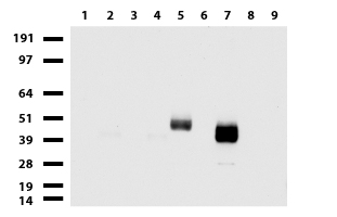 PROCR / EPCR Antibody - Western blot of cell lysates. (35ug) from 9 different cell lines. (1: HepG2, 2: HeLa, 3: SV-T2, 4: A549. 5: COS7, 6: Jurkat, 7: MDCK, 8: PC-12, 9: MCF7).