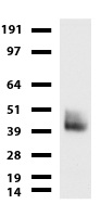 PROCR / EPCR Antibody - Western blot of cell lysates. (35ug) from MDCK. Diluation: 1:500