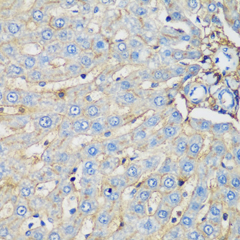 PROCR / EPCR Antibody - Immunohistochemistry of paraffin-embedded rat liver tissue.