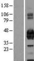 PROCR / EPCR Protein - Western validation with an anti-DDK antibody * L: Control HEK293 lysate R: Over-expression lysate