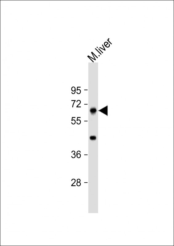 PRODH Antibody - Anti-PRODH Antibody (C-Term) at 1:4000 dilution + mouse liver lysate Lysates/proteins at 20 ug per lane. Secondary Goat Anti-Rabbit IgG, (H+L), Peroxidase conjugated at 1:10000 dilution. Predicted band size: 68 kDa. Blocking/Dilution buffer: 5% NFDM/TBST.