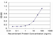 PRODH Antibody - Detection limit for recombinant GST tagged PRODH is approximately 1 ng/ml as a capture antibody.