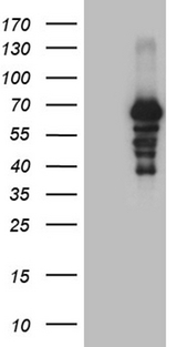 PRODH Antibody - HEK293T cells were transfected with the pCMV6-ENTRY control. (Left lane) or pCMV6-ENTRY PRODH. (Right lane) cDNA for 48 hrs and lysed. Equivalent amounts of cell lysates. (5 ug per lane) were separated by SDS-PAGE and immunoblotted with anti-PRODH. (1:2000)