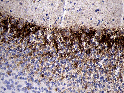 PRODH Antibody - Immunohistochemical staining of paraffin-embedded Human embryonic cerebellum within the normal limits using anti-PRODH mouse monoclonal antibody. (Heat-induced epitope retrieval by 1mM EDTA in 10mM Tris buffer. (pH8.5) at 120°C for 3 min. (1:500).