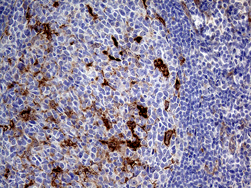 PRODH Antibody - Immunohistochemical staining of paraffin-embedded Human lymph node tissue within the normal limits using anti-PRODH mouse monoclonal antibody. (Heat-induced epitope retrieval by 1mM EDTA in 10mM Tris buffer. (pH8.5) at 120°C for 3 min. (1:500)