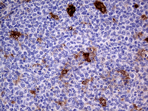 PRODH Antibody - Immunohistochemical staining of paraffin-embedded Human tonsil within the normal limits using anti-PRODH mouse monoclonal antibody. (Heat-induced epitope retrieval by 1mM EDTA in 10mM Tris buffer. (pH8.5) at 120°C for 3 min. (1:500)