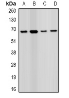PRODH Antibody - Western blot analysis of PRODH expression in MCF7 (A); HEK293T (B); mouse liver (C); mouse kidney (D) whole cell lysates.