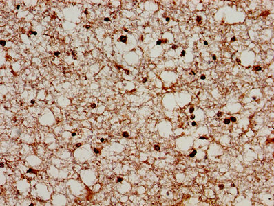 PRODH Antibody - IHC image of PRODH Antibody diluted at 1:300 and staining in paraffin-embedded human brain tissue performed on a Leica BondTM system. After dewaxing and hydration, antigen retrieval was mediated by high pressure in a citrate buffer (pH 6.0). Section was blocked with 10% normal goat serum 30min at RT. Then primary antibody (1% BSA) was incubated at 4°C overnight. The primary is detected by a biotinylated secondary antibody and visualized using an HRP conjugated SP system.