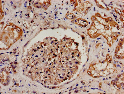 PRODH Antibody - IHC image of PRODH Antibody diluted at 1:300 and staining in paraffin-embedded human kidney tissue performed on a Leica BondTM system. After dewaxing and hydration, antigen retrieval was mediated by high pressure in a citrate buffer (pH 6.0). Section was blocked with 10% normal goat serum 30min at RT. Then primary antibody (1% BSA) was incubated at 4°C overnight. The primary is detected by a biotinylated secondary antibody and visualized using an HRP conjugated SP system.