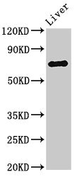 PRODH Antibody - Western Blot Positive WB detected in: Rat liver tissue All lanes: PRODH antibody at 3µg/ml Secondary Goat polyclonal to rabbit IgG at 1/50000 dilution Predicted band size: 69, 57, 60 kDa Observed band size: 69 kDa