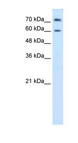 PRODH2 / HSPOX1 Antibody - PRODH2 antibody ARP41621_P050-NP_067055-PRODH2(proline dehydrogenase (oxidase) 2) Antibody Western blot of HepG2 cell lysate.  This image was taken for the unconjugated form of this product. Other forms have not been tested.