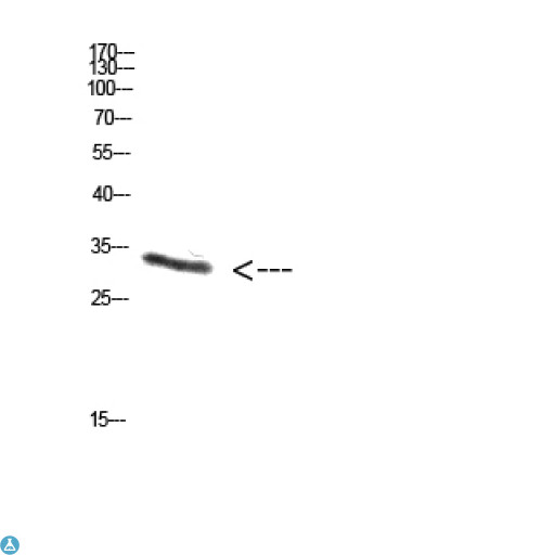Proenkephalin / PENK Antibody - Western Blot (WB) analysis of NT28 cells using Antibody diluted at 1:1000.