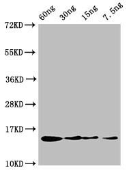 Profilin Antibody - Positive WB detected in Recombinant protein;All lanes:BETVII antibody at 3.2?g/ml;Secondary;Goat polyclonal to rabbit IgG at 1/50000 dilution;predicted band size: 15 KDa;observed band size: 15 KDa;