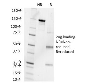 Progesterone Antibody - SDS-PAGE Analysis of Purified, BSA-Free Progesterone Antibody (clone 6-5E-10B). Confirmation of Integrity and Purity of the Antibody.