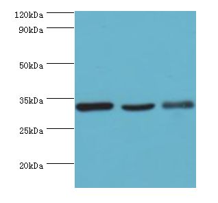 Prohibitin 2 / PHB2 Antibody - Western blot. All lanes: PHB2 antibody at 3 ug/ml. Lane 1: HeLa whole cell lysate. Lane 2: K562 whole cell lysate. Lane 3: MCF-7 whole cell lysate. Secondary antibody: Goat polyclonal to rabbit at 1:10000 dilution. Predicted band size: 33 kDa. Observed band size: 33 kDa.