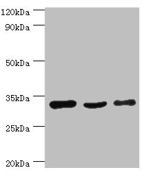 Prohibitin 2 / PHB2 Antibody - Western blot All lanes: PHB2 antibody at 3µg/ml Lane 1: Hela whole cell lysate Lane 2: K562 whole cell lysate Lane 3: MCF-7 whole cell lysate Secondary Goat polyclonal to rabbit IgG at 1/10000 dilution Predicted band size: 34, 30 kDa Observed band size: 34 kDa