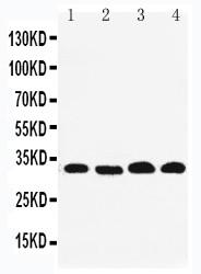 Prohibitin 2 / PHB2 Antibody - WB of Prohibitin 2 / PHB2 antibody. Lane 1: PANC Cell Lysate. Lane 2: COLO320 Cell Lysate. Lane 3: U87Cell Lysate. Lane 4: HEPA Cell Lysate.